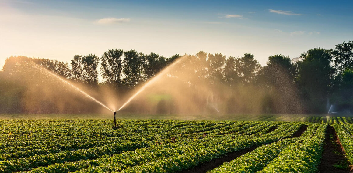 Horta sendo regada com um sistema automático com uma bomba Dancor